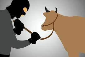 Pria Ini Kritis Diamuk Massa Saat Kepergok Mencuri Kerbau di Kuansing, Dua Temannya Berhasil kabur   